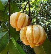 Garcinia Cambogia